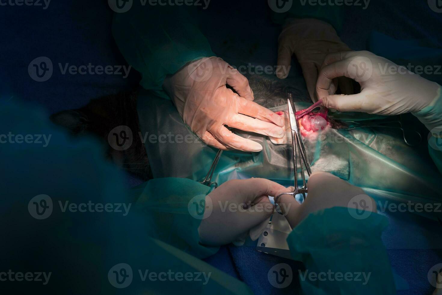 uma equipe de cirurgiões e veterinários realizando operação de castração ou esterilização em um gato em um hospital de animais. foto