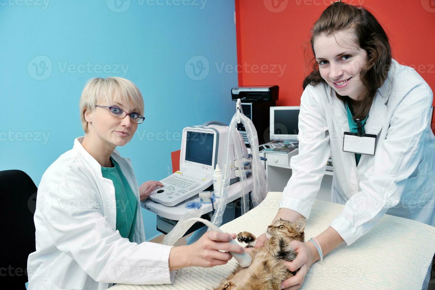 veterinário e assistente em uma clínica de pequenos animais foto