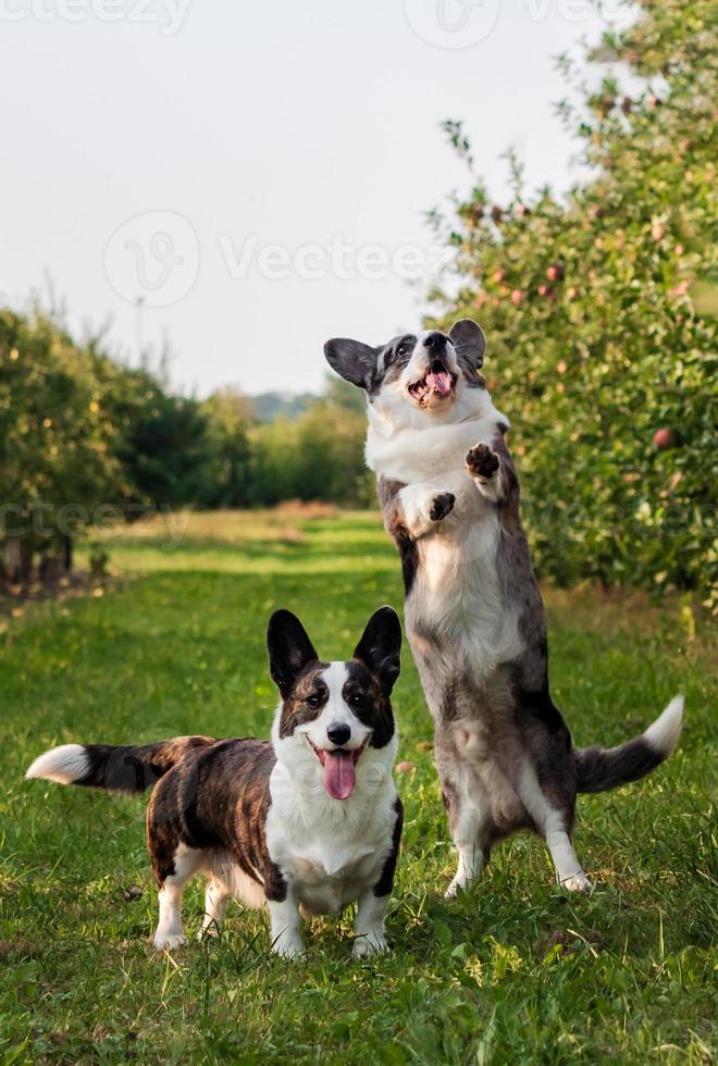 cachorro corgi pulando ao ar livre em um pomar de maçã foto