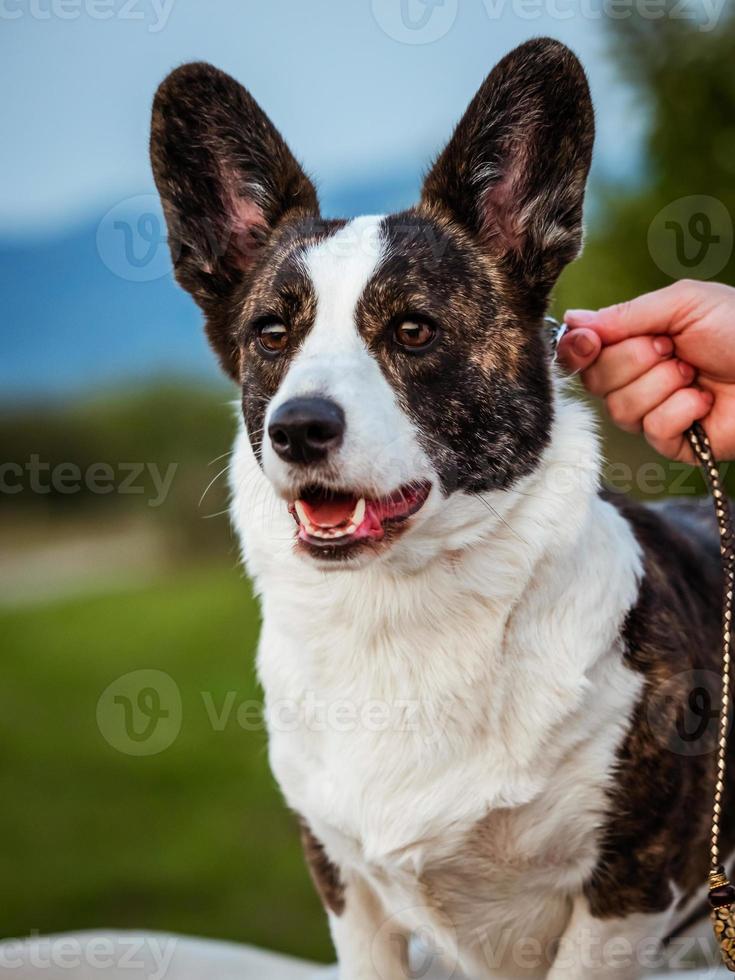 cachorro corgi marrom foto