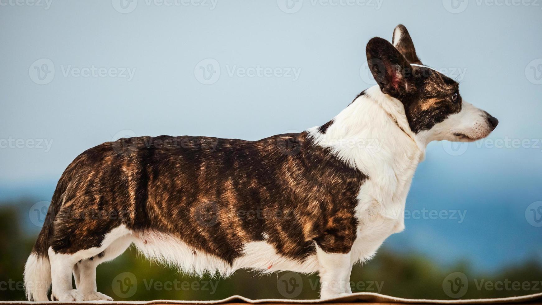 cachorro corgi marrom foto