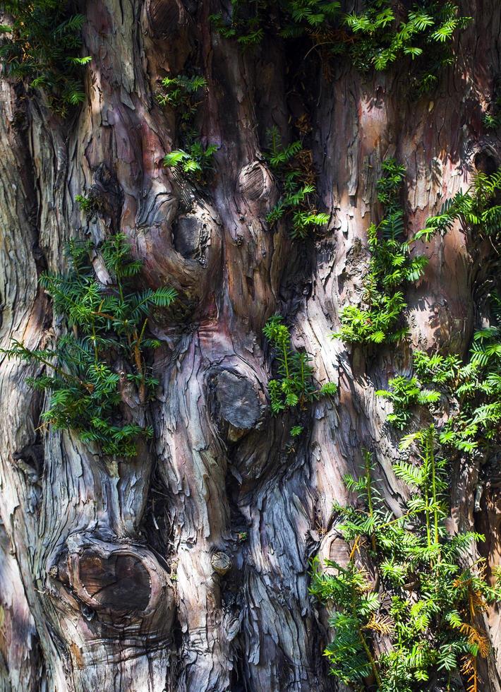 tronco de casca de árvore natural foto