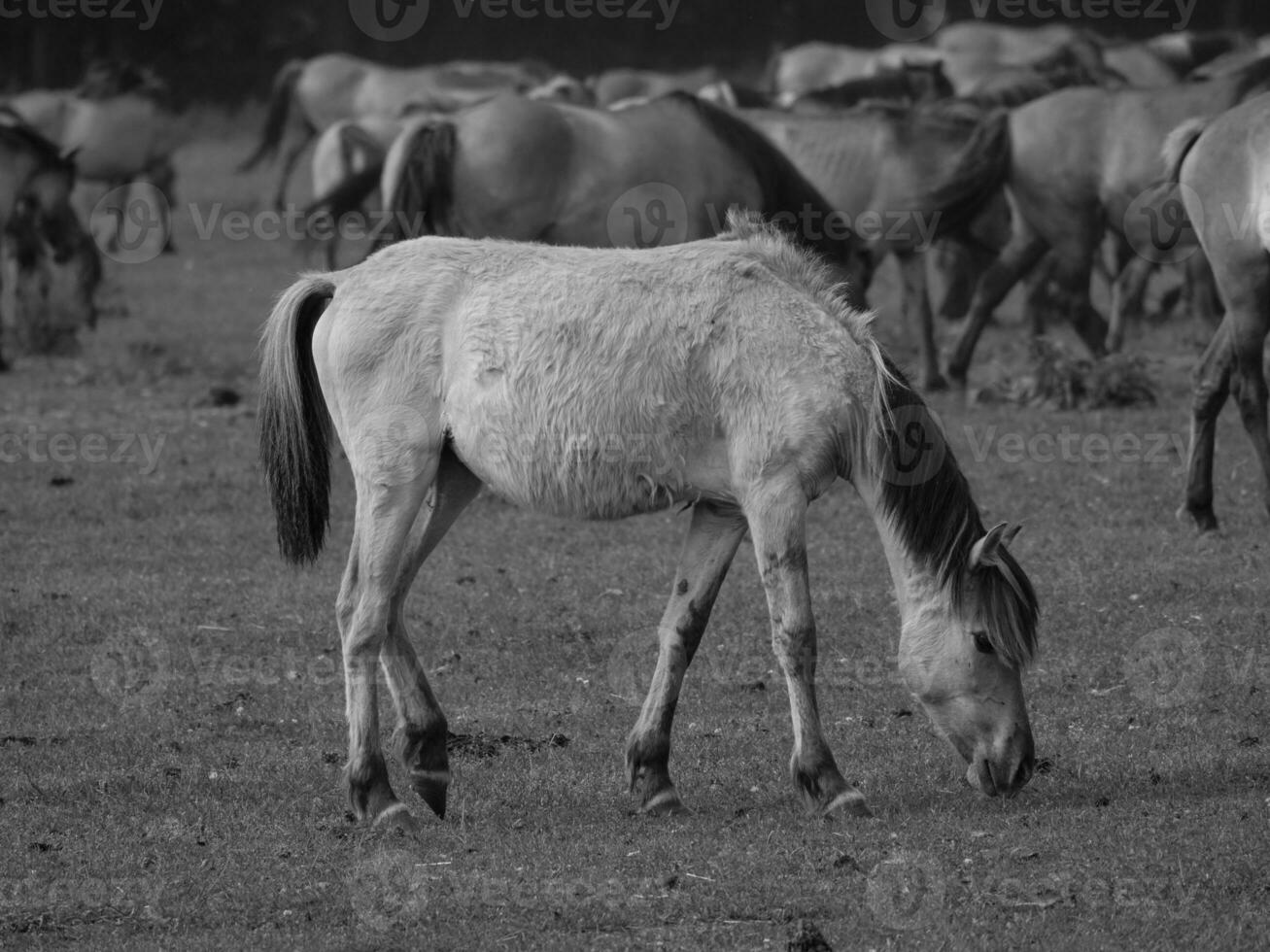 cavalos em uma alemão campo foto