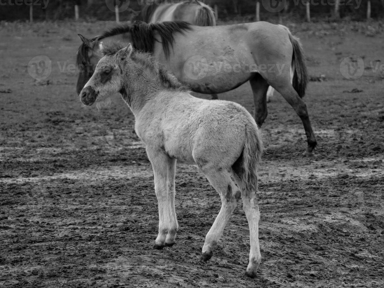 cavalos selvagens na Vestfália foto