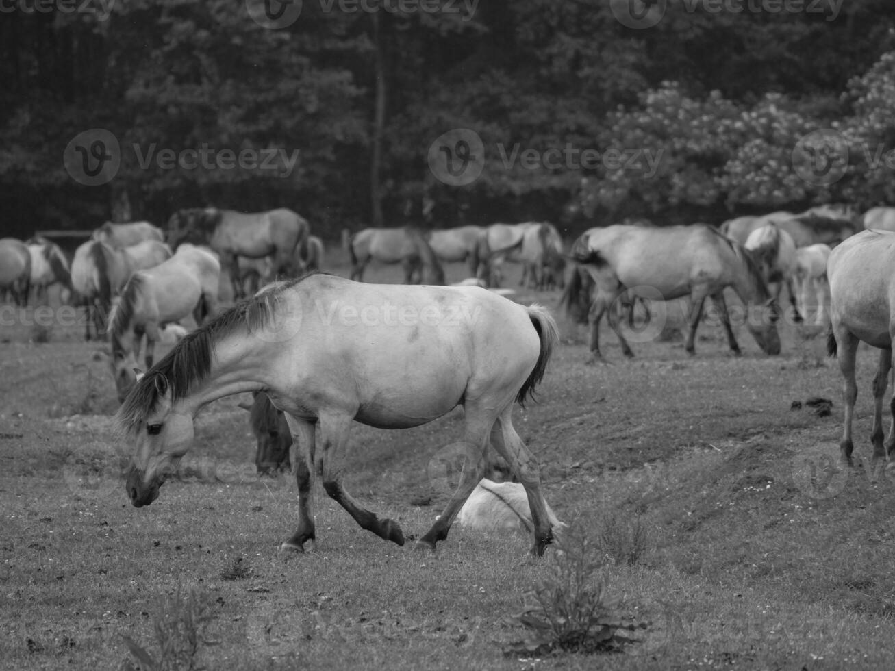 cavalos em uma alemão campo foto