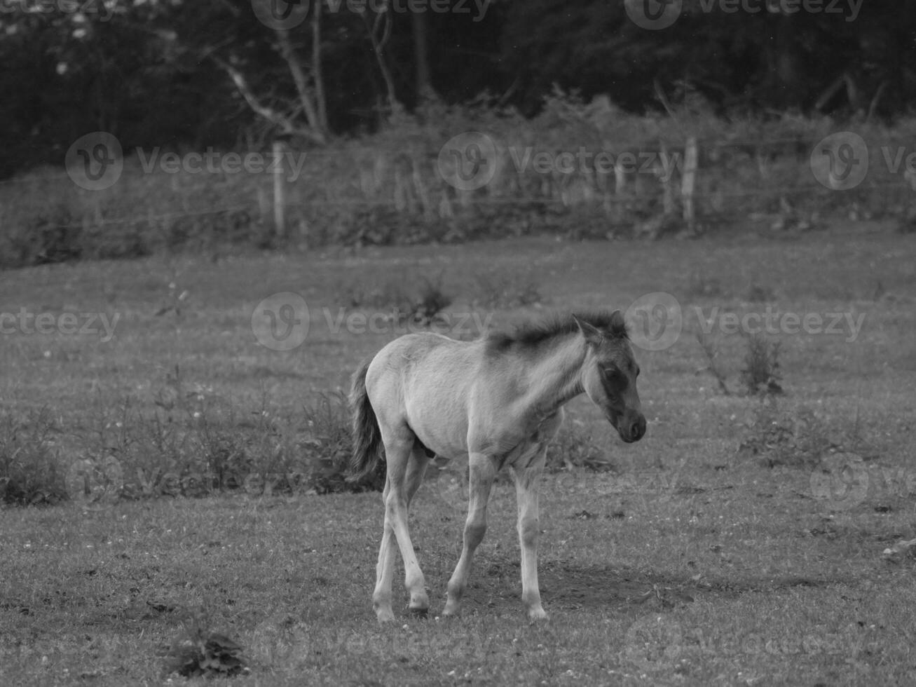 cavalos selvagens na Vestfália foto