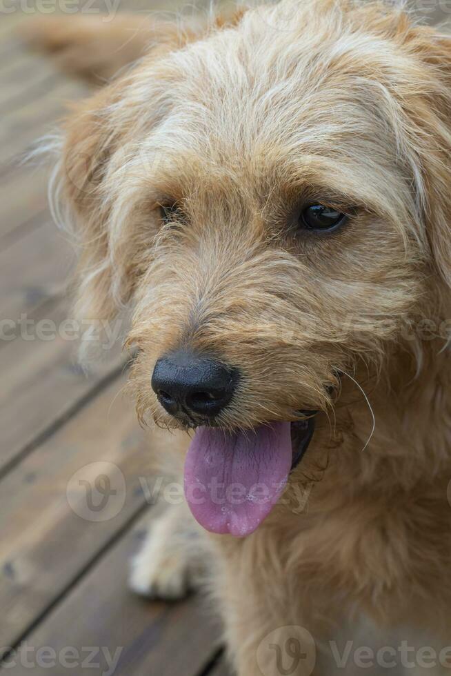 dourado retriever poodle cachorro misturar com língua Fora foto