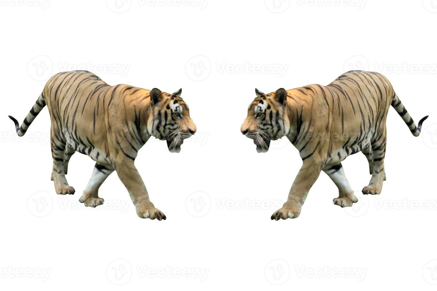 tigre dentro jardim zoológico em branco fundo foto