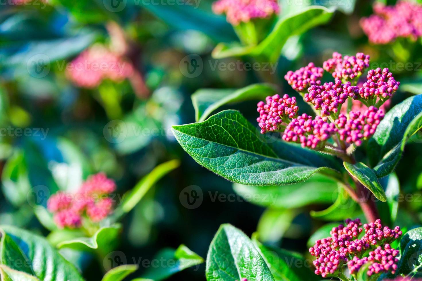 flores e folhas coloridas da flora romântica viva foto