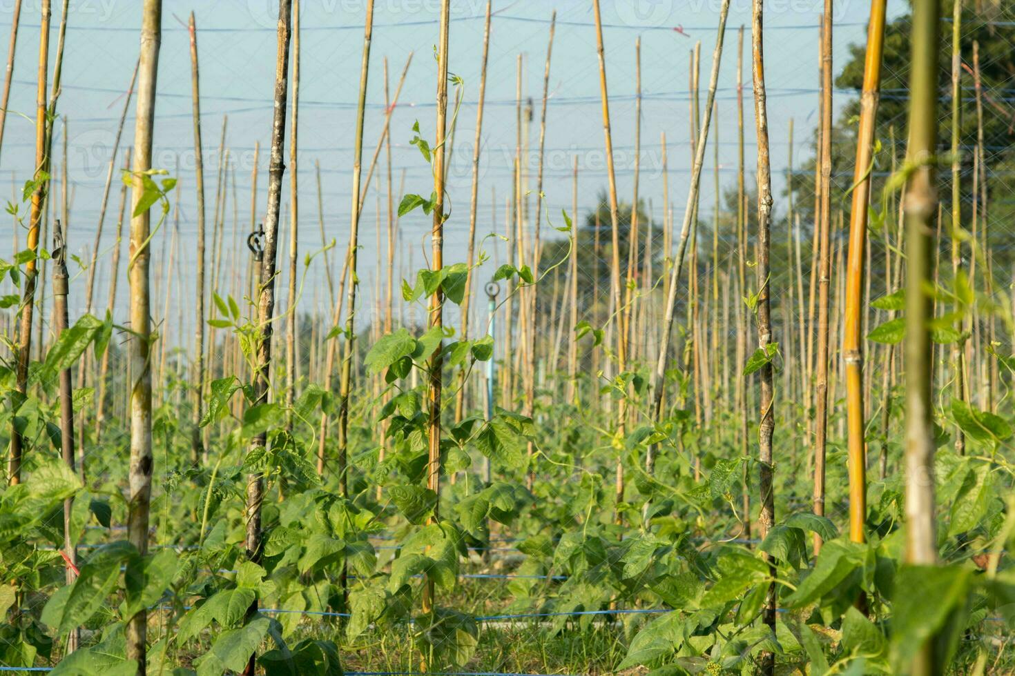 Pepinos orgânicos-naturais- cultivados na grama nos jardins dos agricultores da Tailândia rural, onde são cultivados para venda no mercado de vegetais frescos para consumo. foto