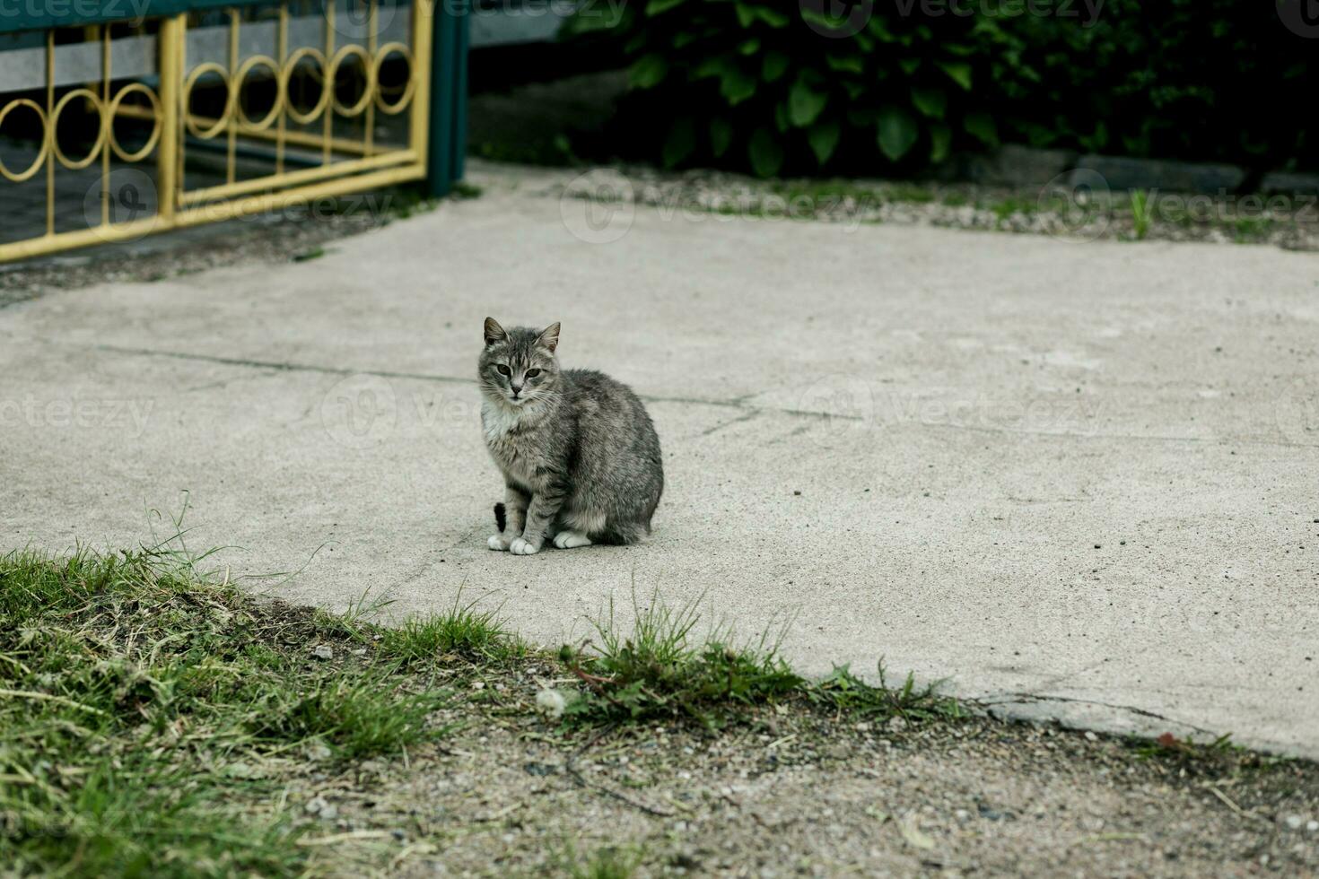 lindo gato sentado às a rua foto