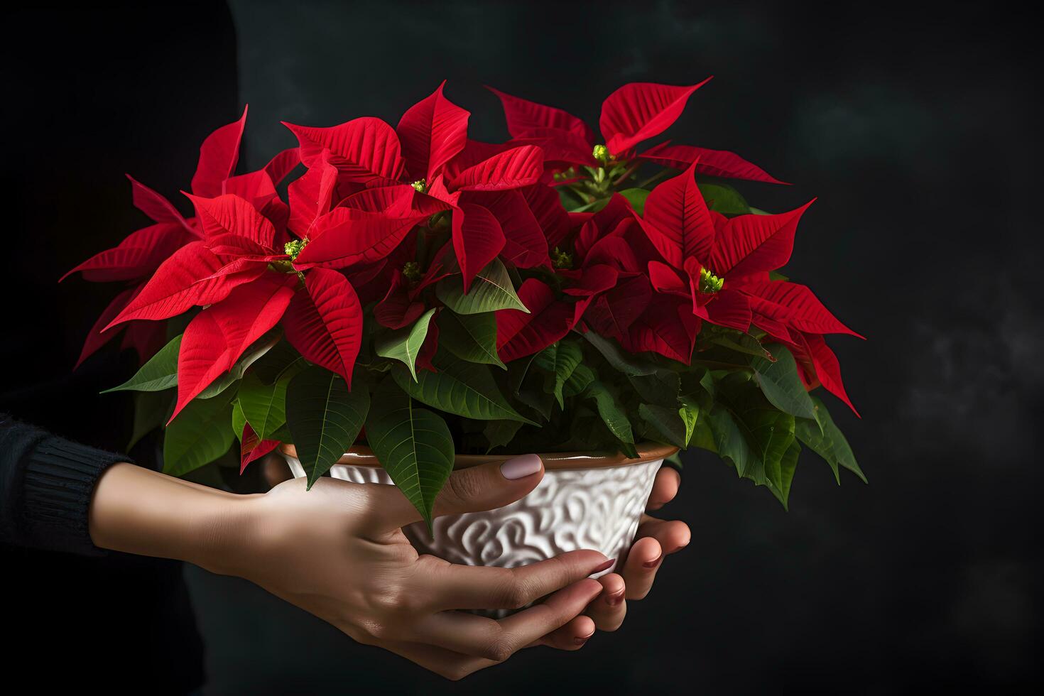 Natal poinsétia flores decoração dentro a mãos do jovem mulher em Sombrio fundo. festivo bandeira composição. ai generativo foto