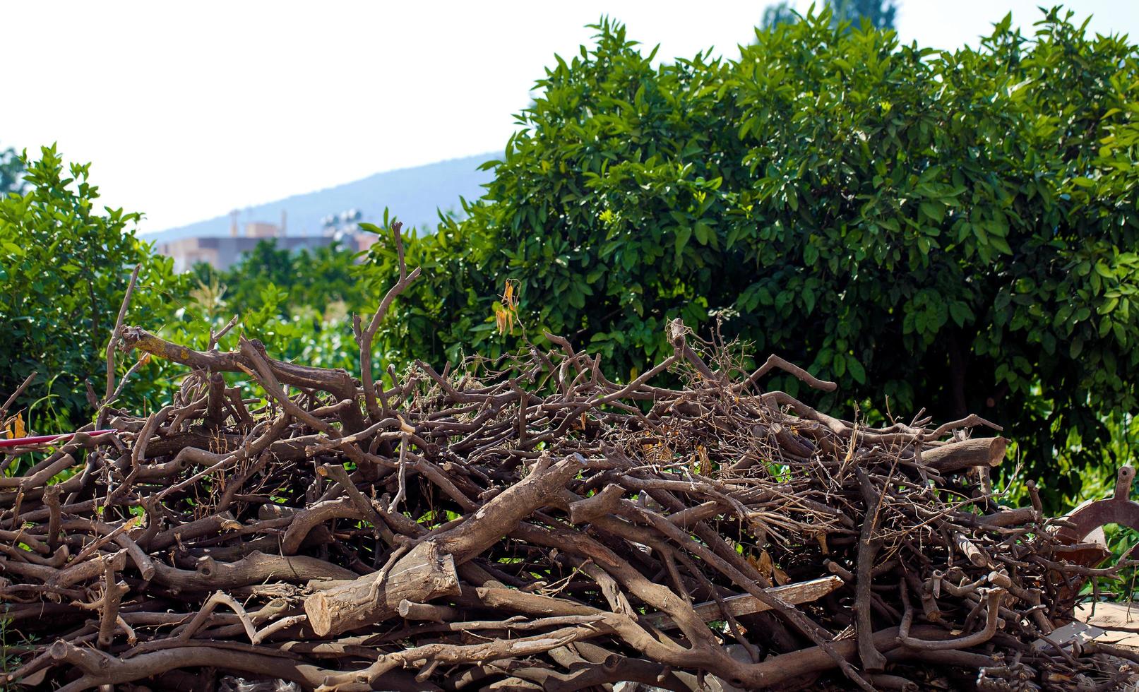 enorme pilha de toras de madeira cortada foto