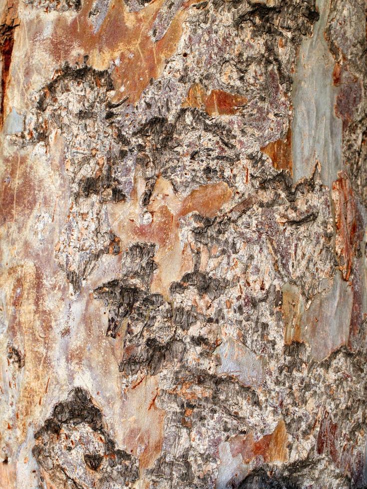 tronco de casca de árvore natural foto