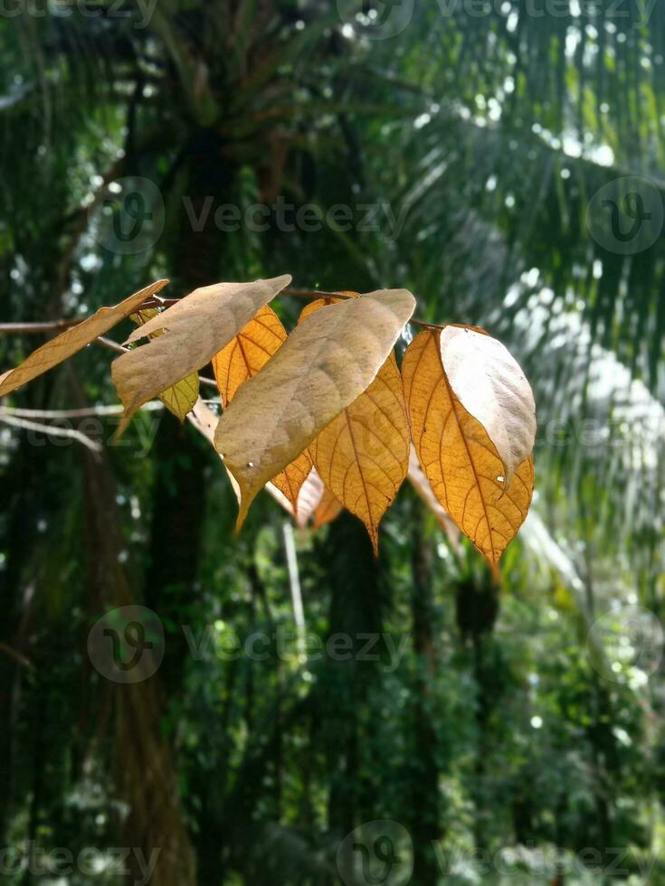 Castanho folhas oscilante entre a árvore foto