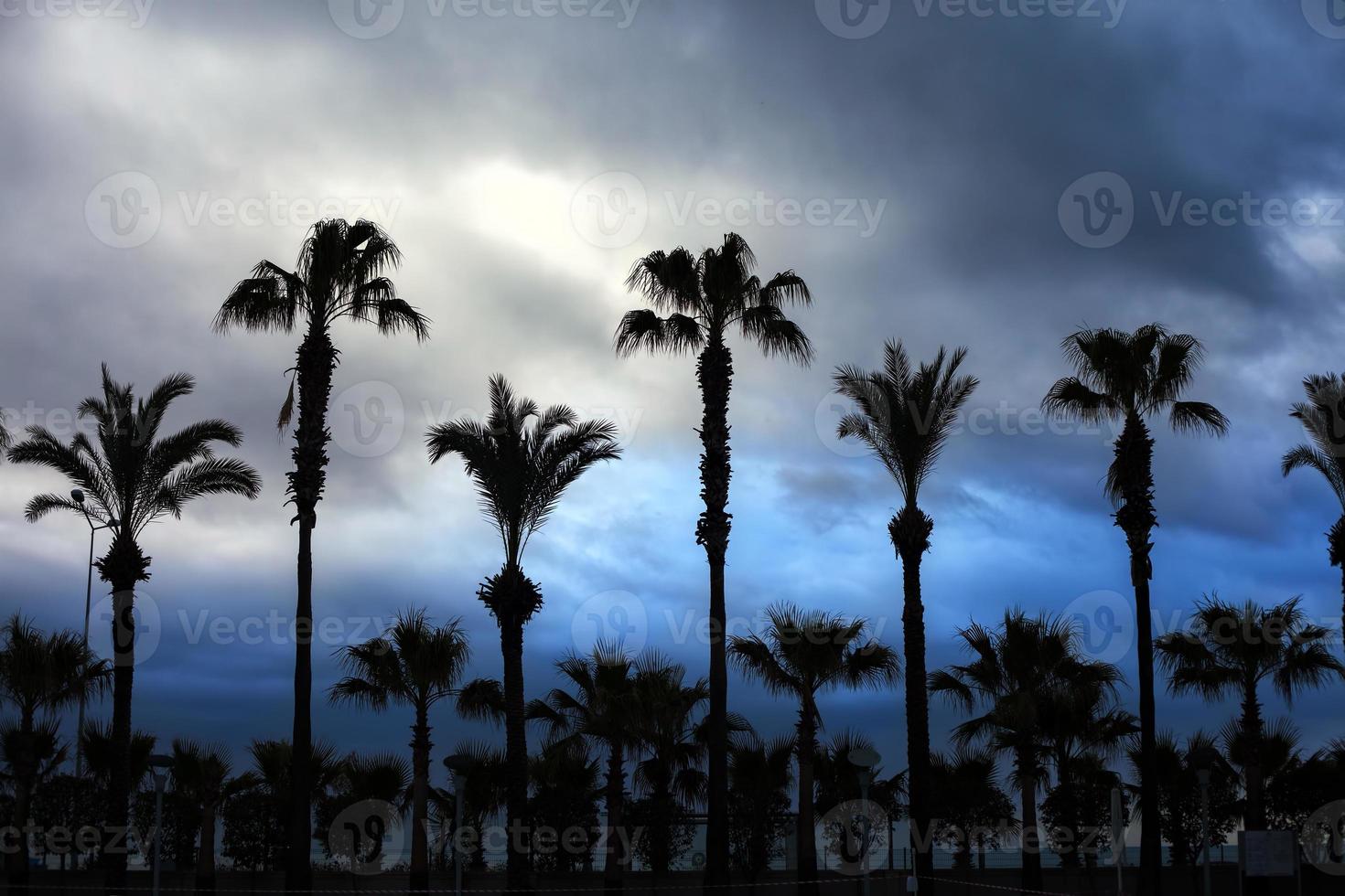 silhueta das palmeiras e as nuvens atrás foto
