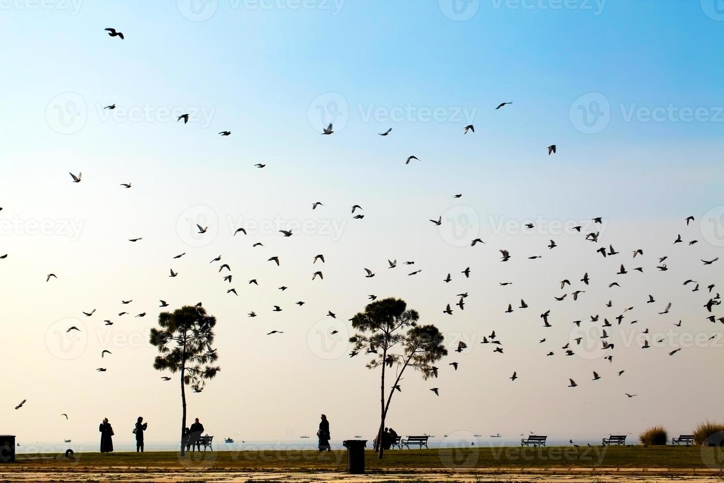 pássaros, pombos voando e pessoas perto do mar foto