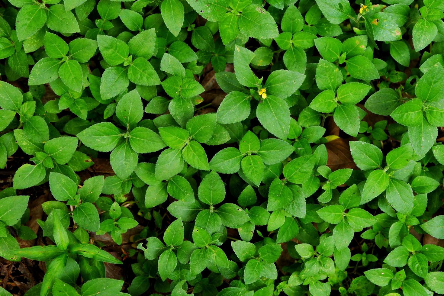 close-up de folhas verdes crescendo no chão de uma floresta foto