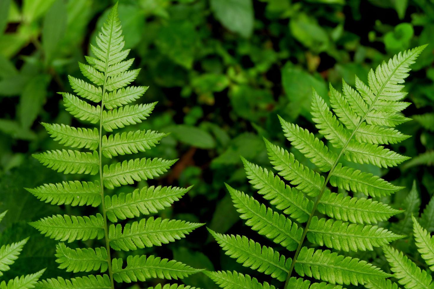 close up de uma folha de samambaia verde foto