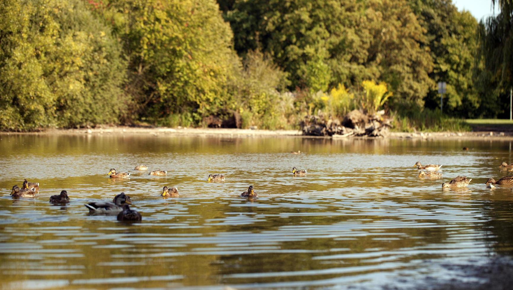 doce animal pássaro pato no lago na natureza foto