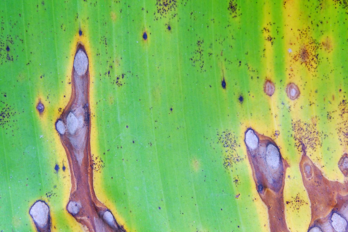 fechar a textura de fundo de folha de bananeira foto