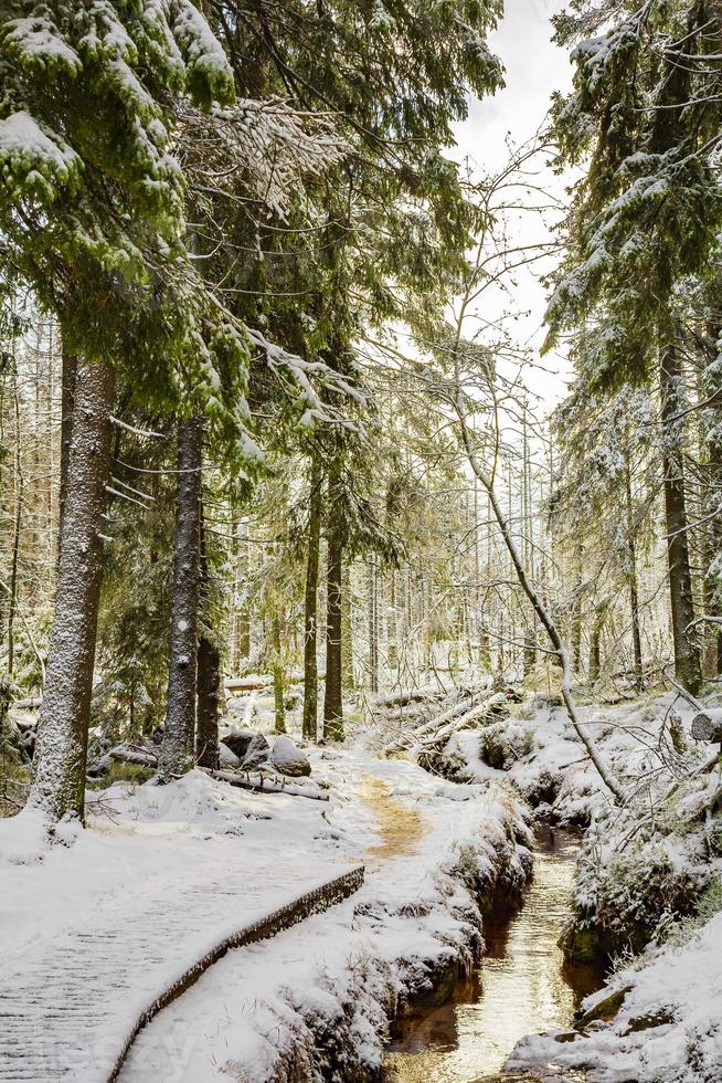 árvores nas montanhas de brocken, harz, alemanha no inverno foto