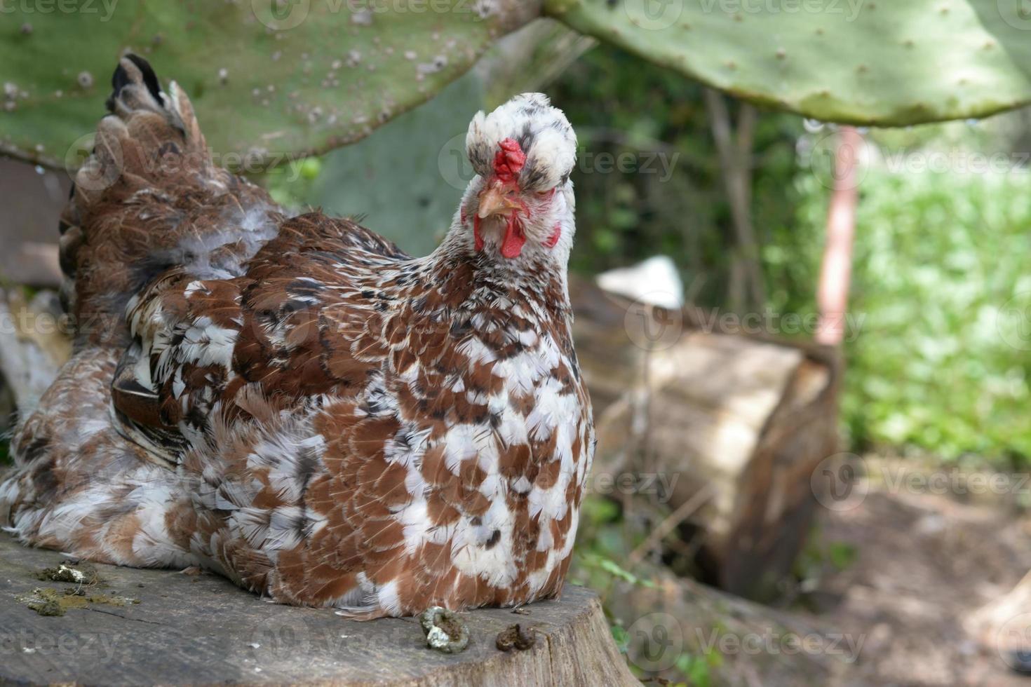 galinha empoleirada em um toco foto