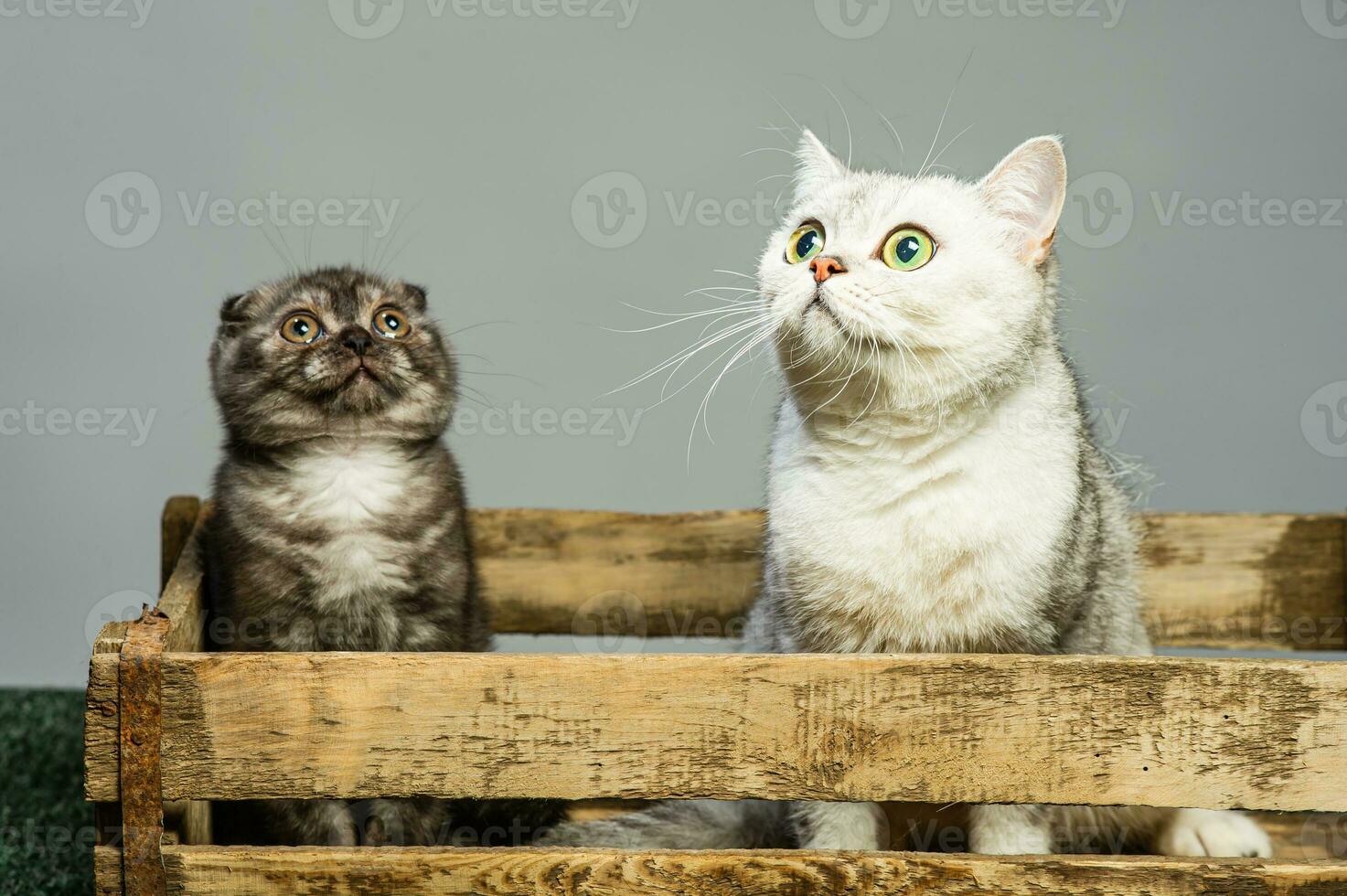 dois cinzento gatos com lindo olhos em uma cinzento fundo. foto