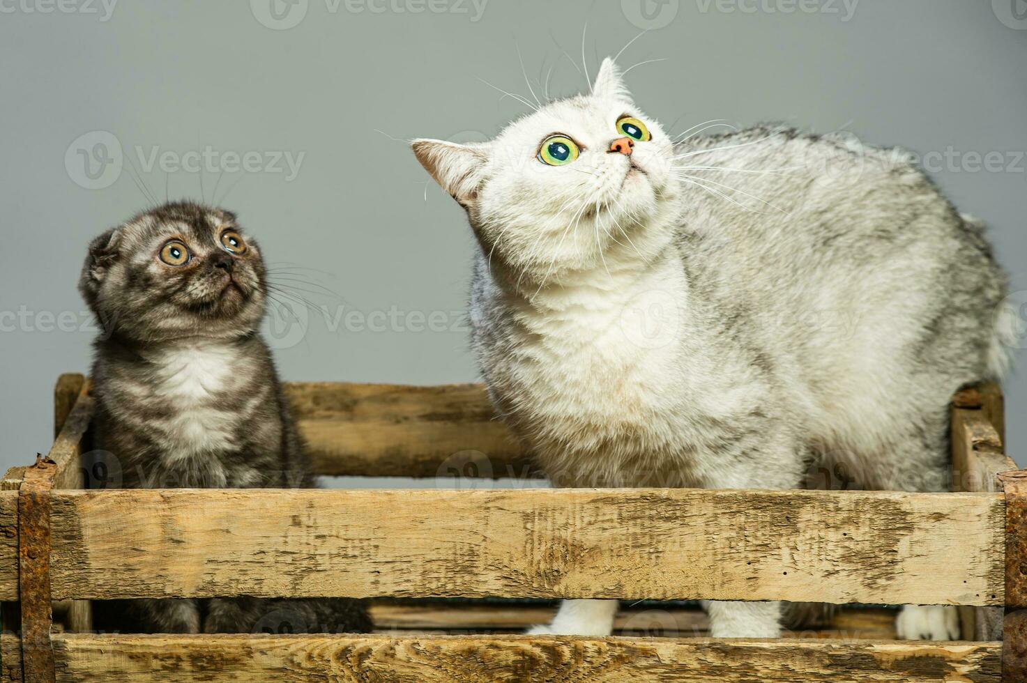 dois cinzento gatos com lindo olhos em uma branco fundo foto