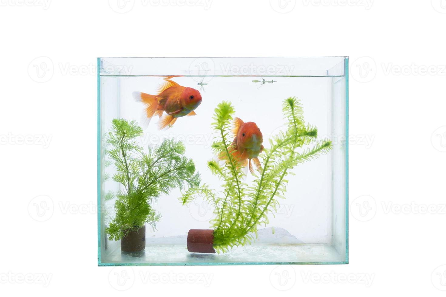 aquário com peixes e plantas aquáticas isoladas em um fundo branco. foto