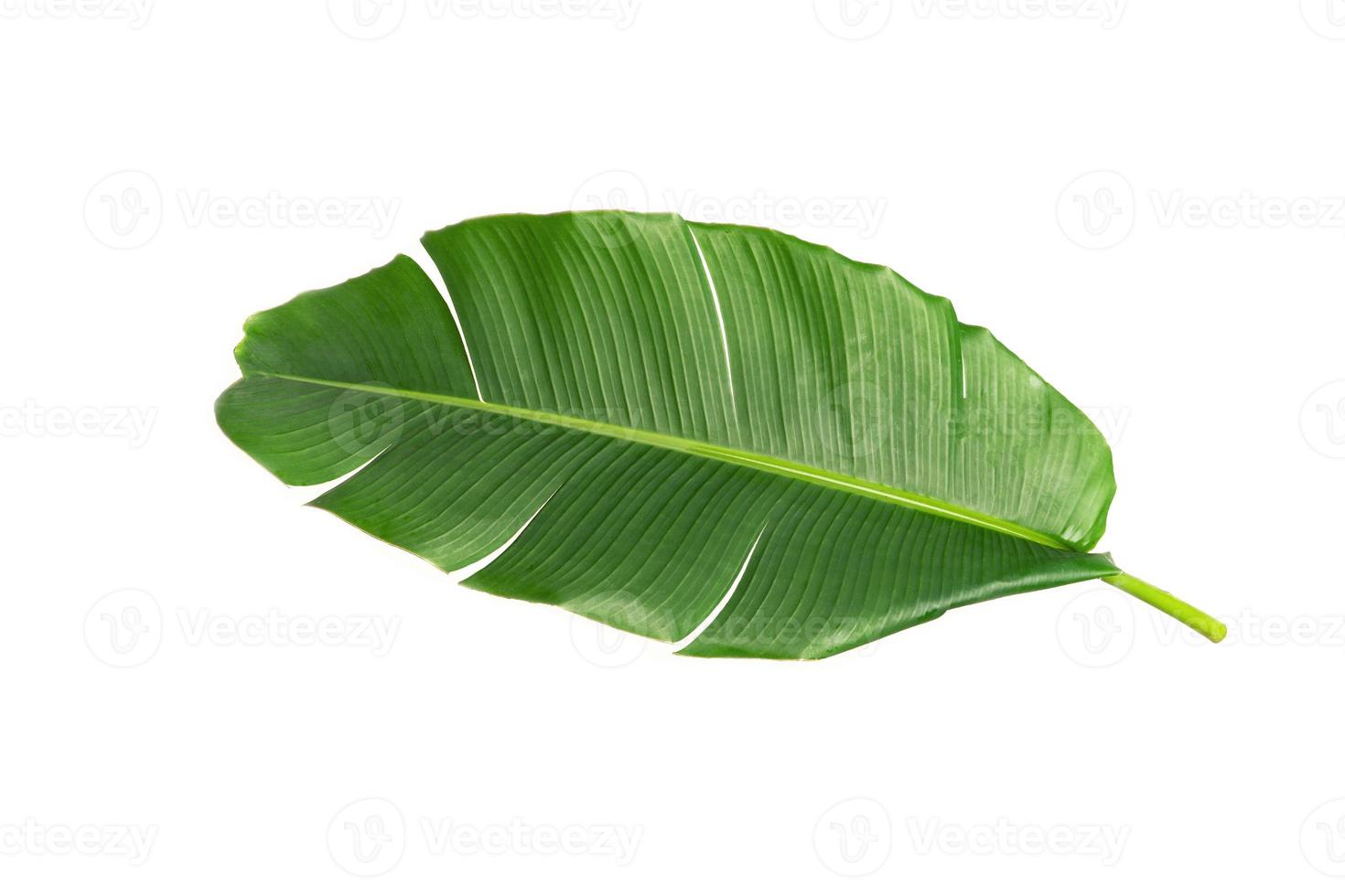 grandes folhas verdes de bananeira de palmeira exótica em fundo branco. foto