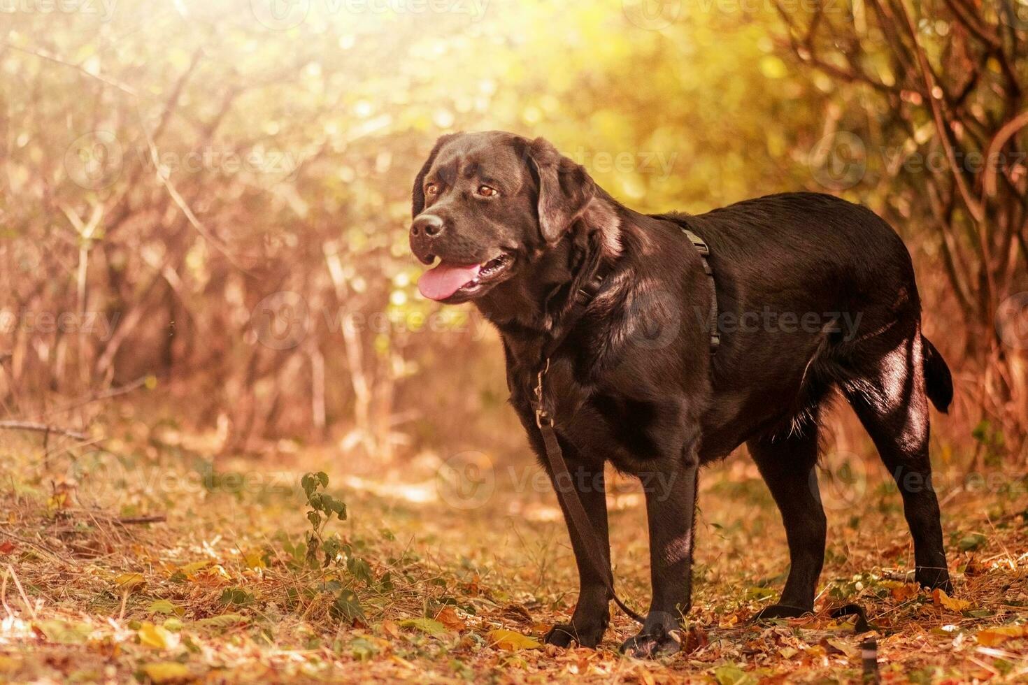 uma Preto labrador retriever cachorro em uma andar dentro outono. animal, animal. cachorro dentro munição. foto