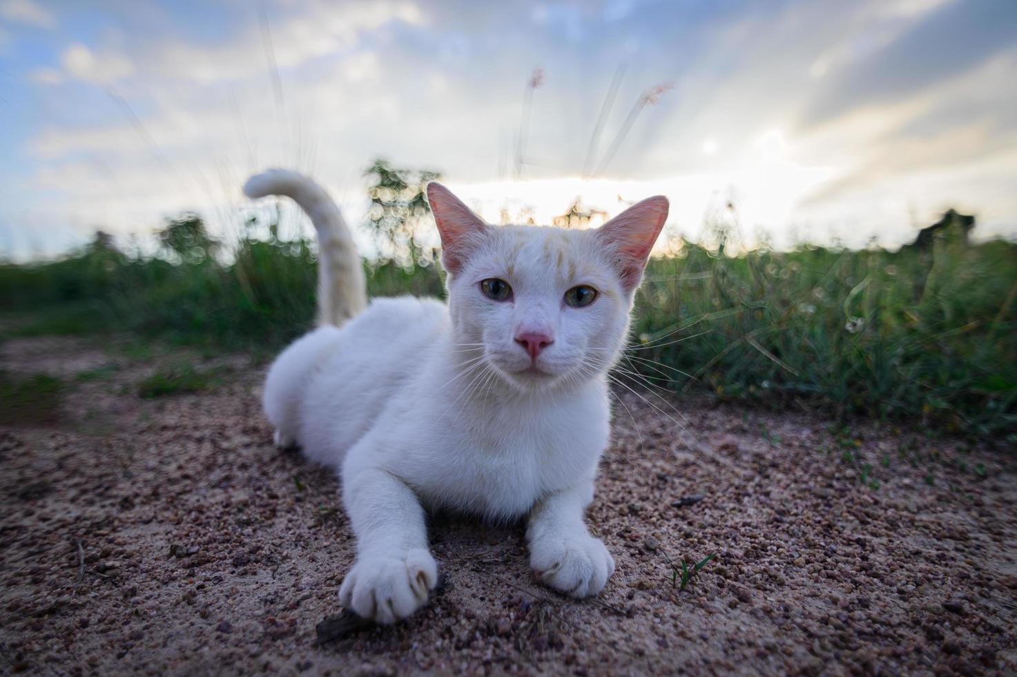 gato branco deitado no gramado foto