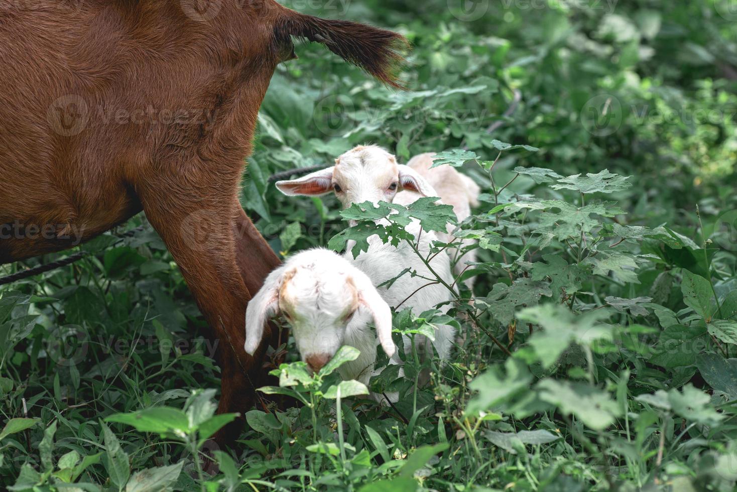 cabritos sendo pastados com grama na fazenda foto