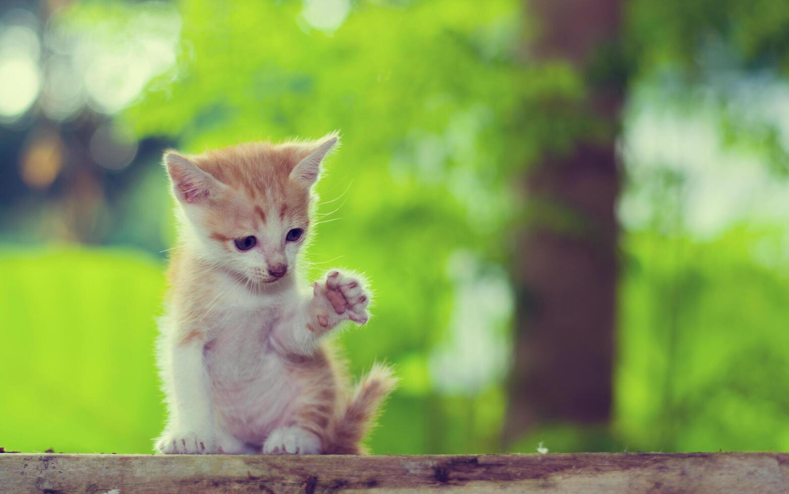 gatinho sentado olhando para alguma coisa. levante a perna foto