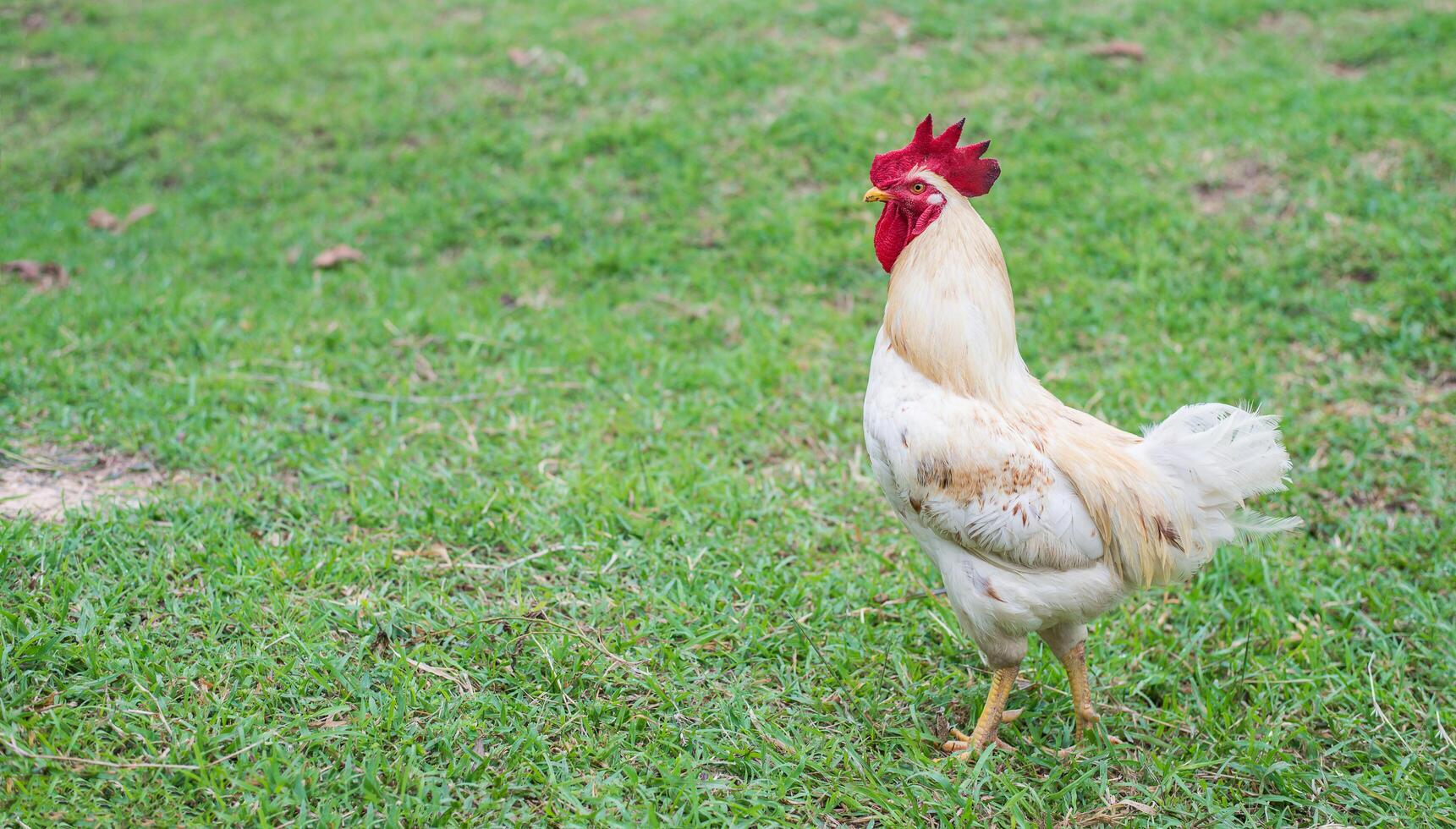 galinha branca andando na fazenda da natureza. foto