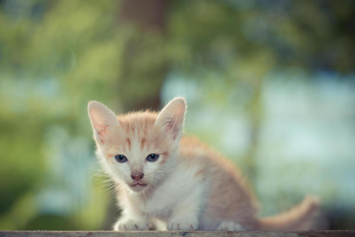 gatinho sentado na mesa de madeira. foto