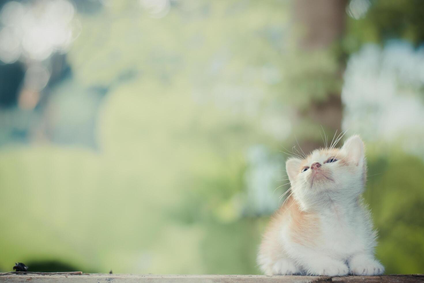 gatinho sentado no chão de madeira olhando para cima foto