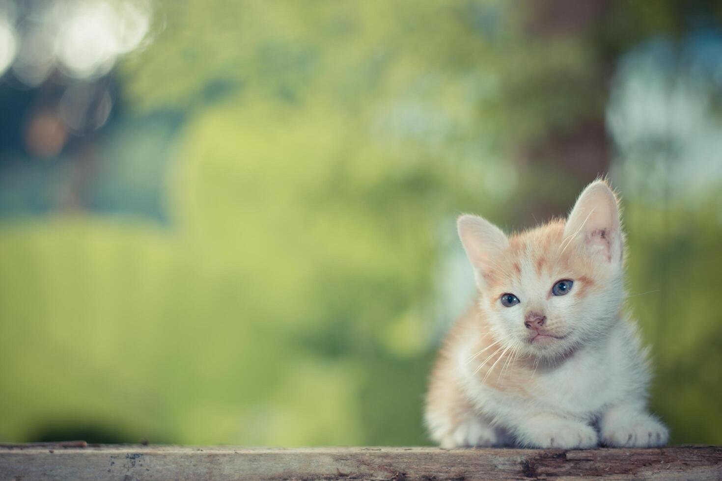 gatinho sentado no chão de madeira olhando para cima foto