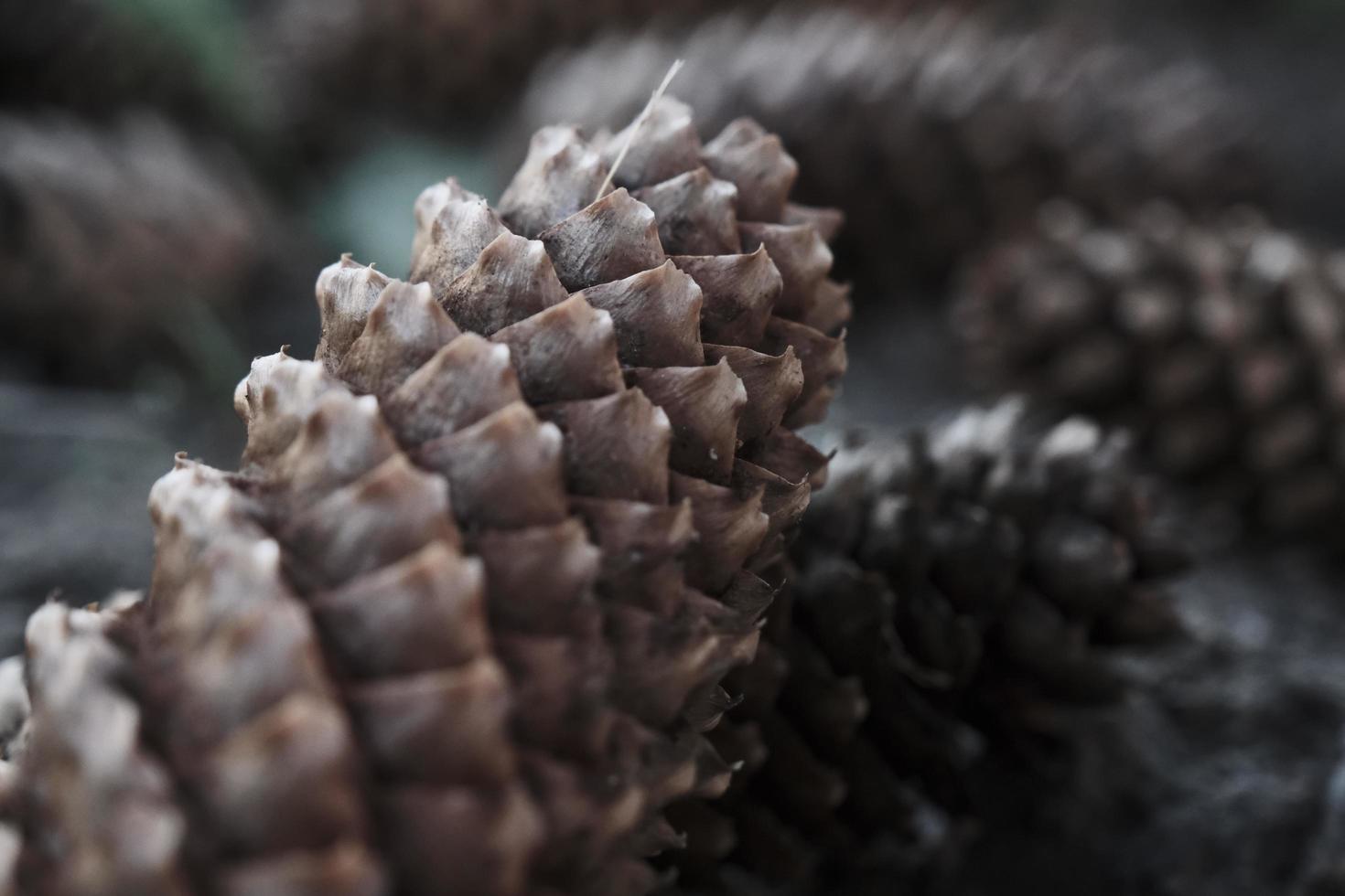 Close de cones de abeto longos e castanhos no chão de madeira ao ar livre foto