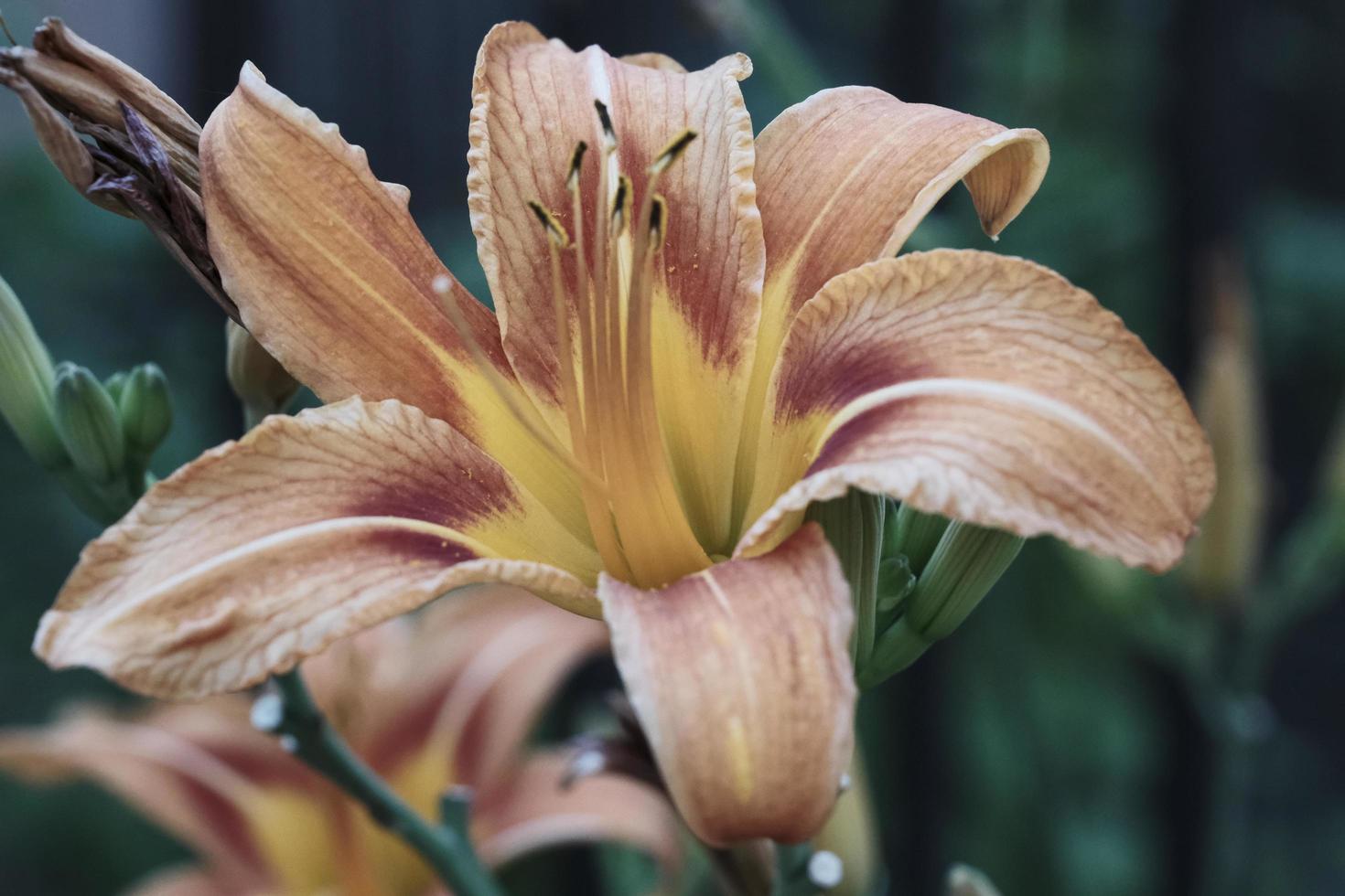 Close de flor de lírio-tigre florescendo no jardim de verão ao ar livre foto