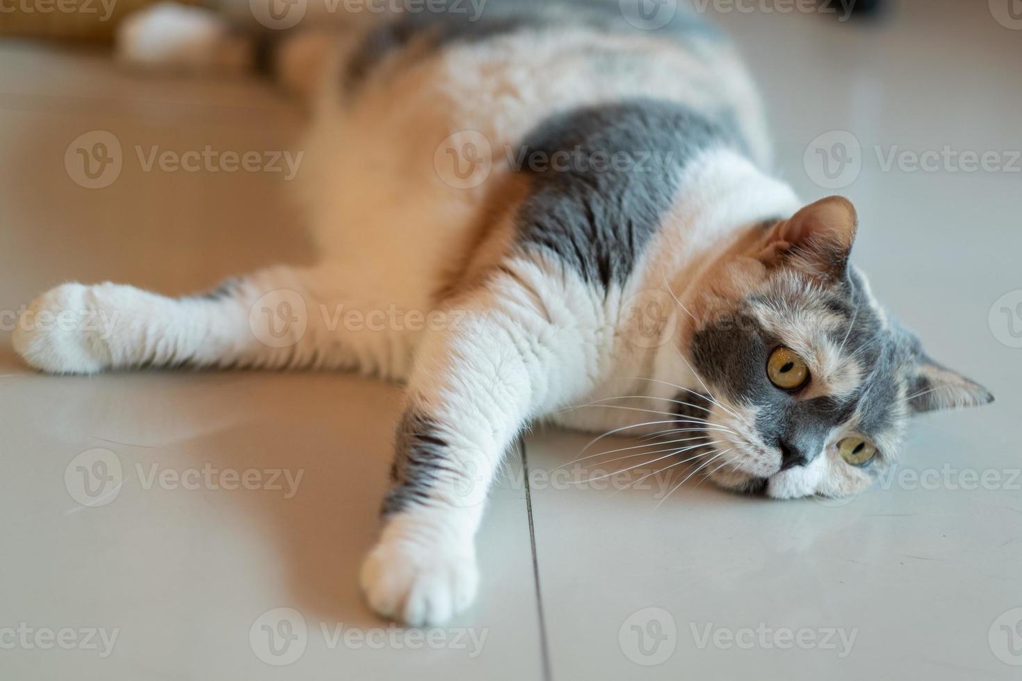 close-up de um gato no chão, animal doméstico foto