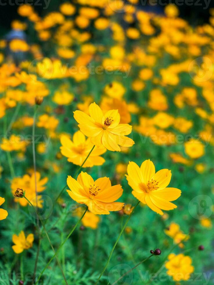 laranja amarelo cosmos flor flor dentro jardim foto