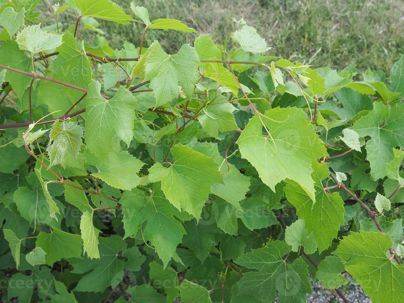 planta de videira vitis foto