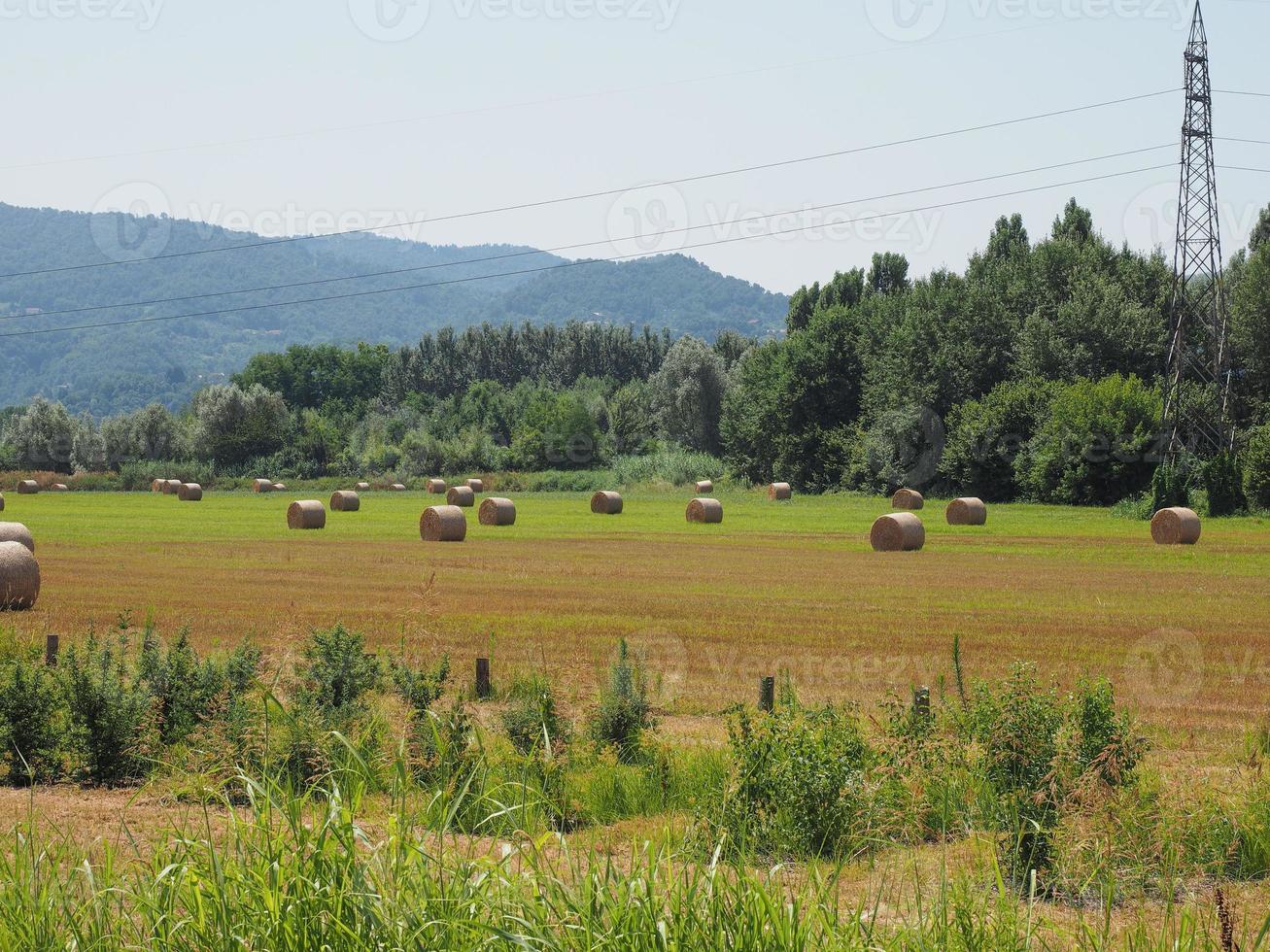 fardo de feno em um campo foto