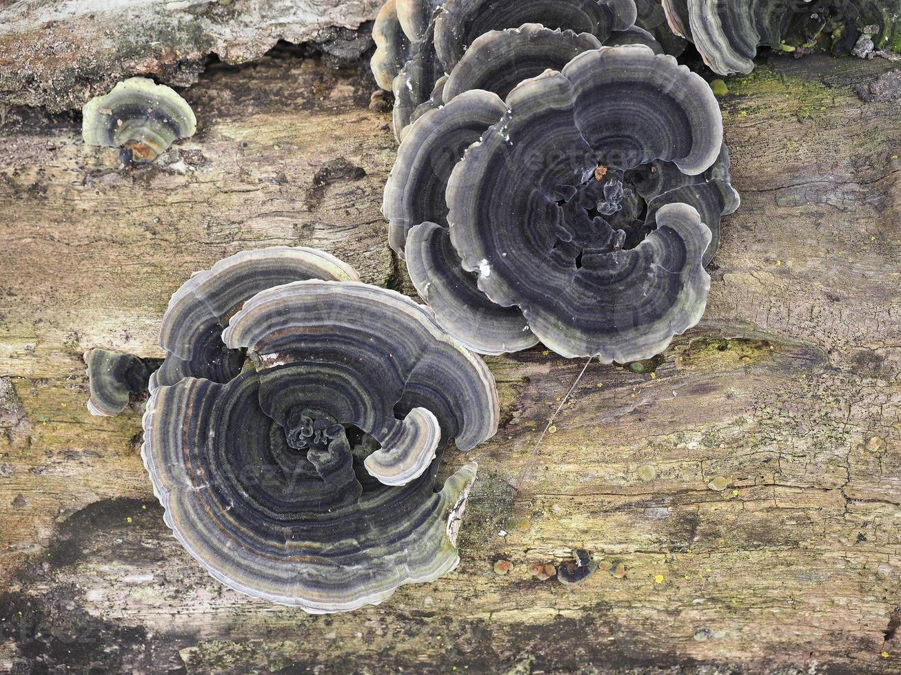 polypores bracket fungi foto