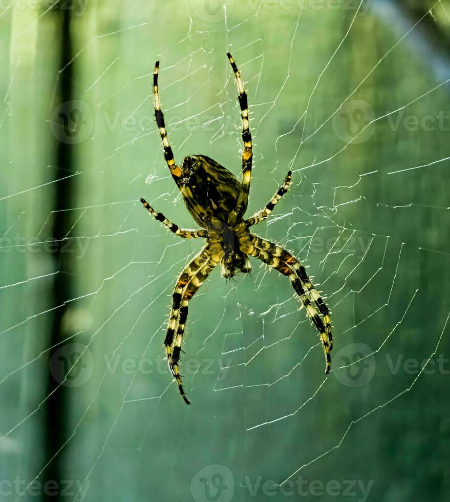 fêmea araneus cavaticus em uma rede. Cruz aranhas estão noturno. borrado verde fundo. foto