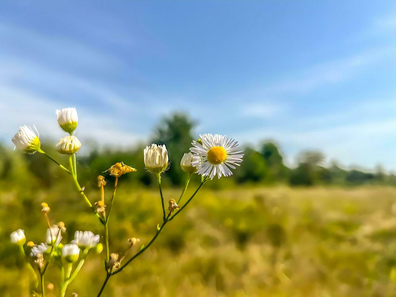 branco campo camomila em uma ensolarado dia foto