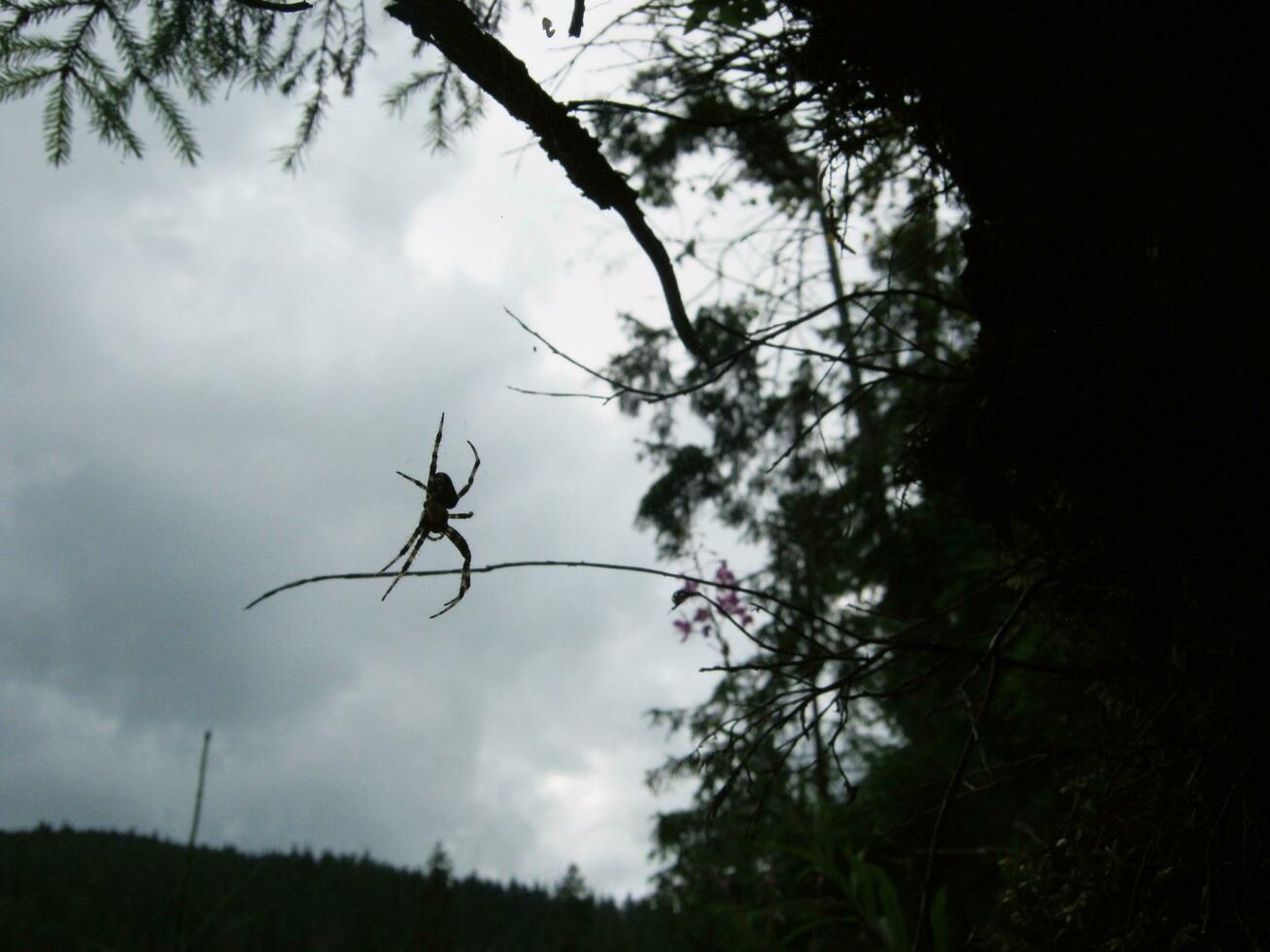 Sombrio floresta aranha foto