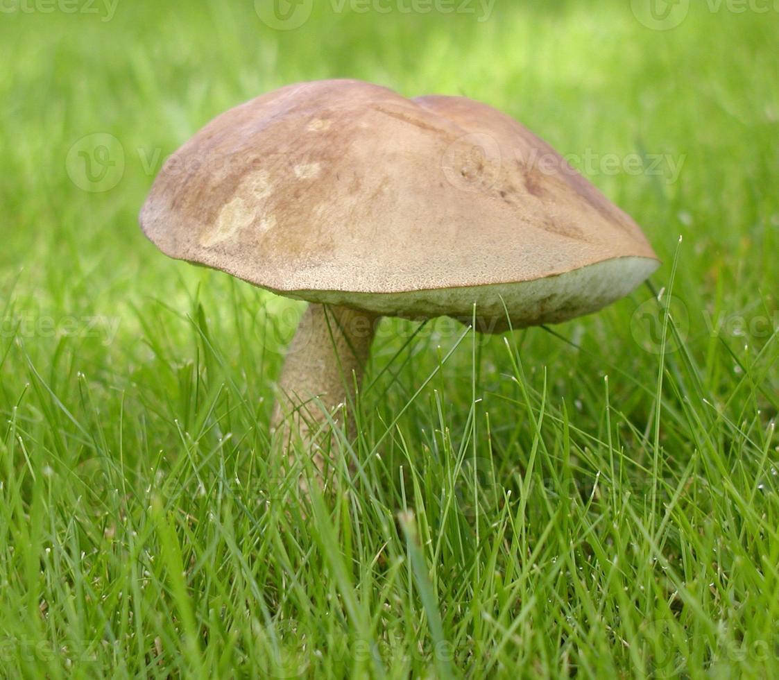 cogumelo na grama foto